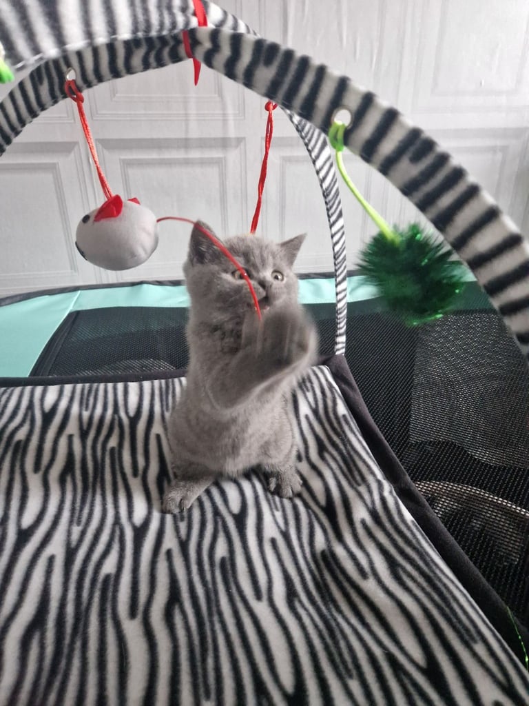 British short hair kitten
