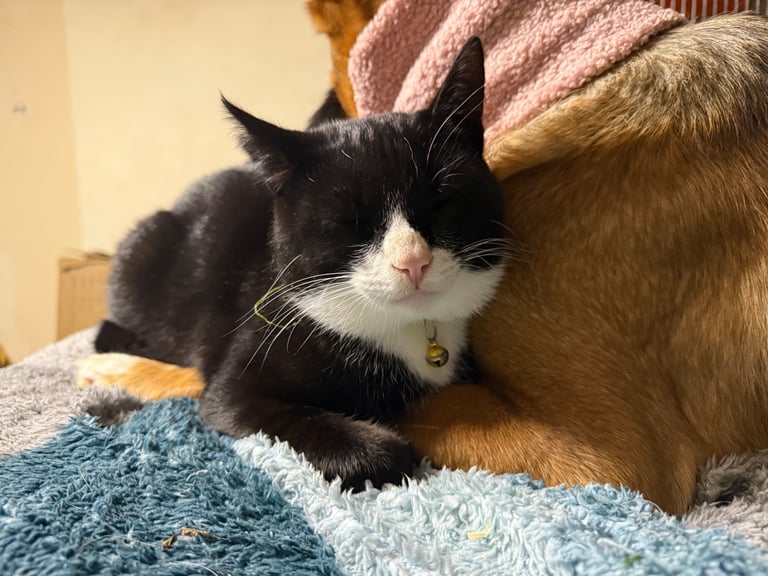 Lovely young cats looking for forever family 