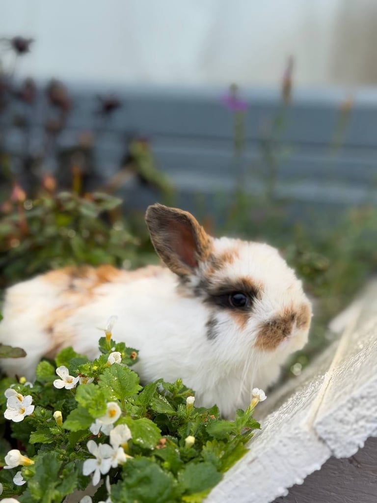Baby Rabbits 