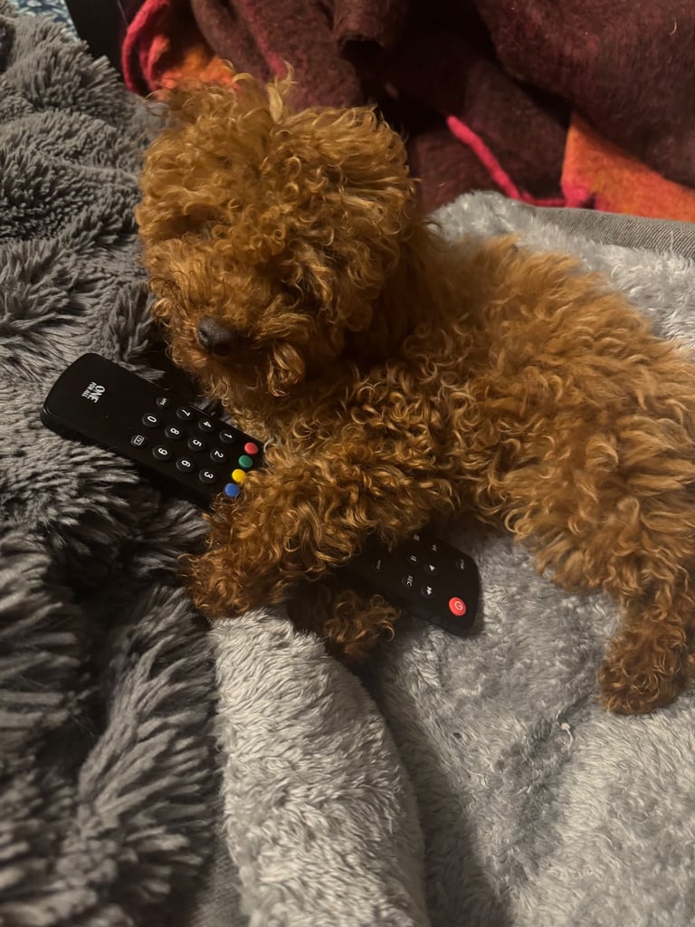 KC Red Fox miniature toy Poodle puppy ready now