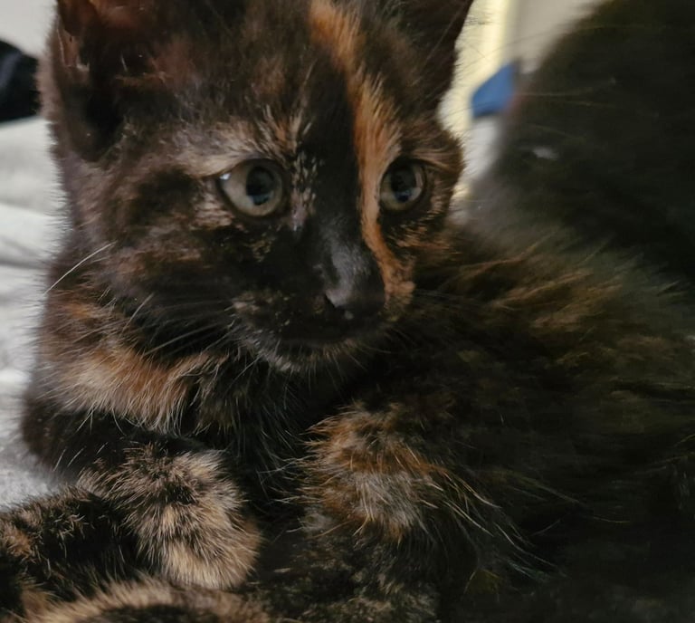 Kittens