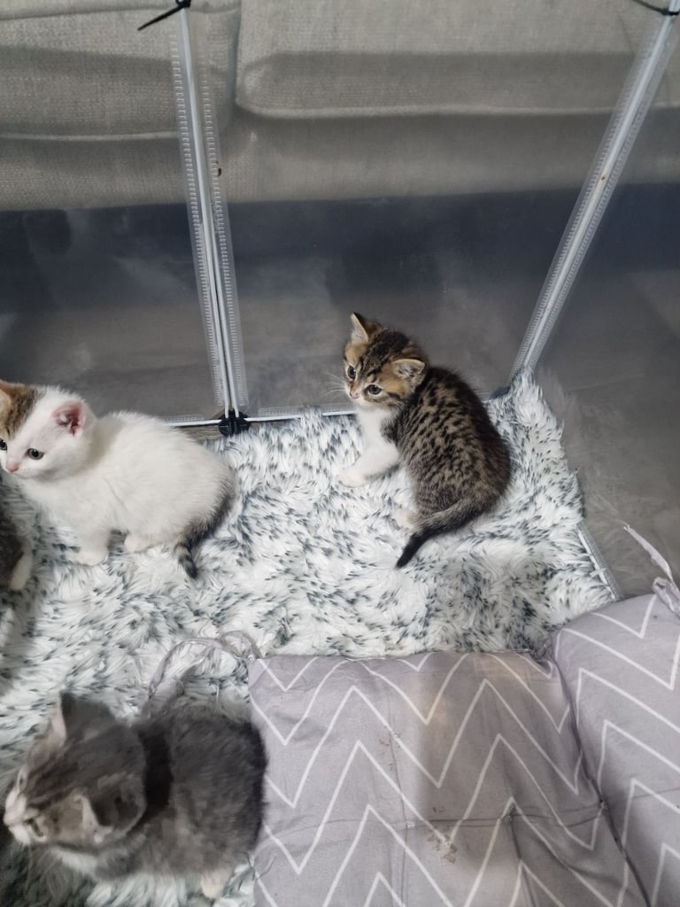 7 kittens 