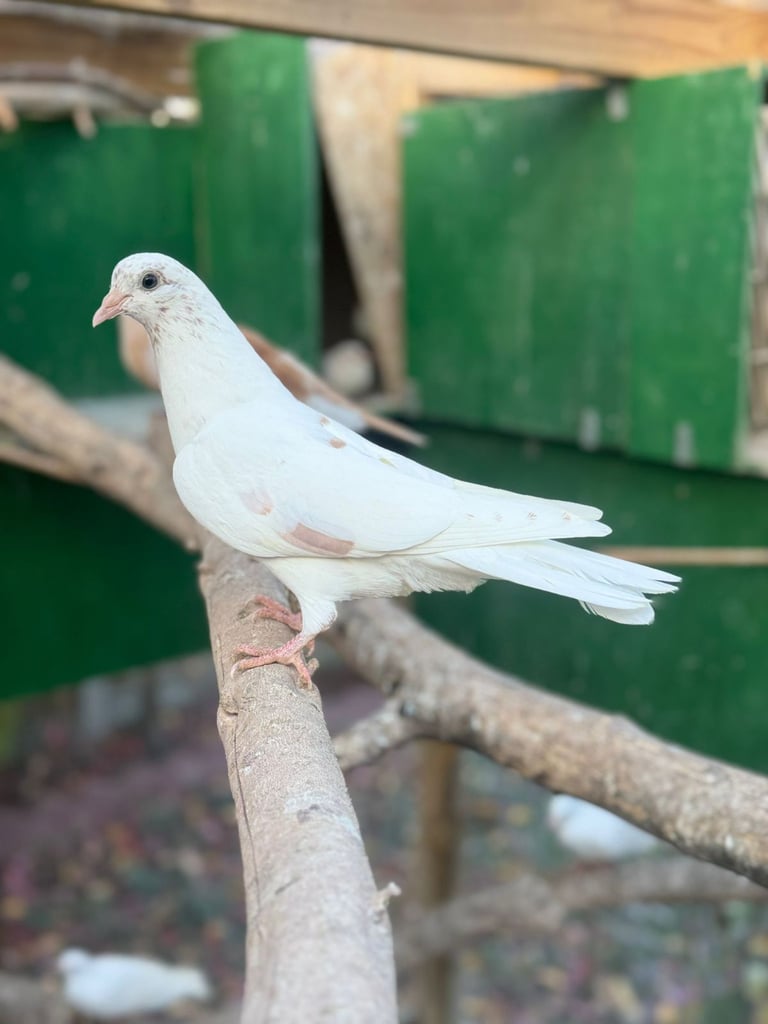 image for Pigeons for sale 