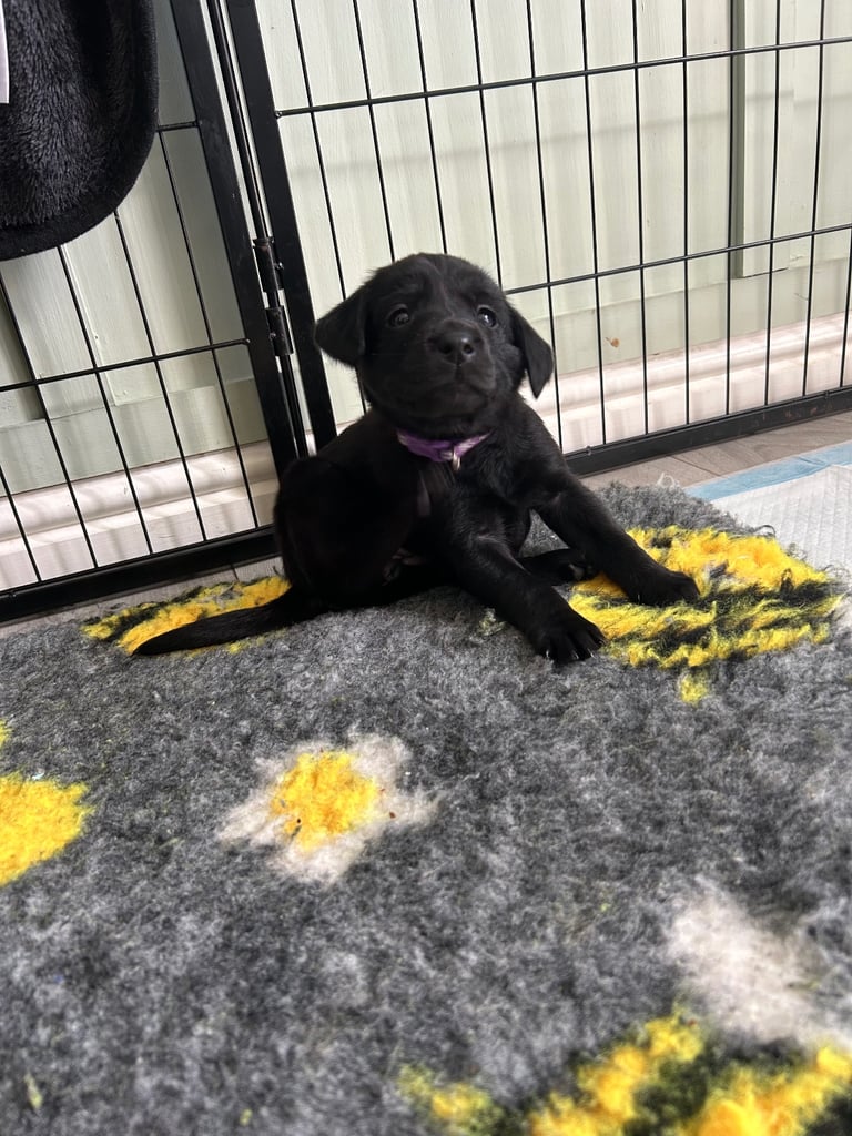 3 Labrador puppies left 