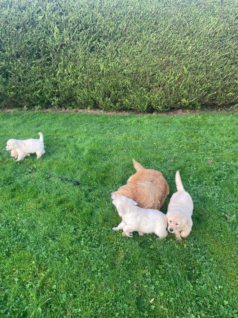 Golden Retriever puppies 