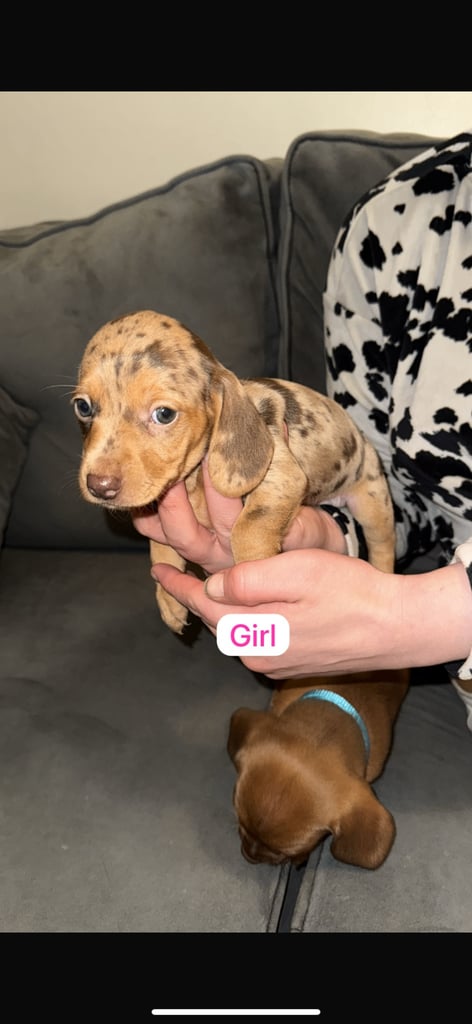 5 beautiful Dachshunds for sale 