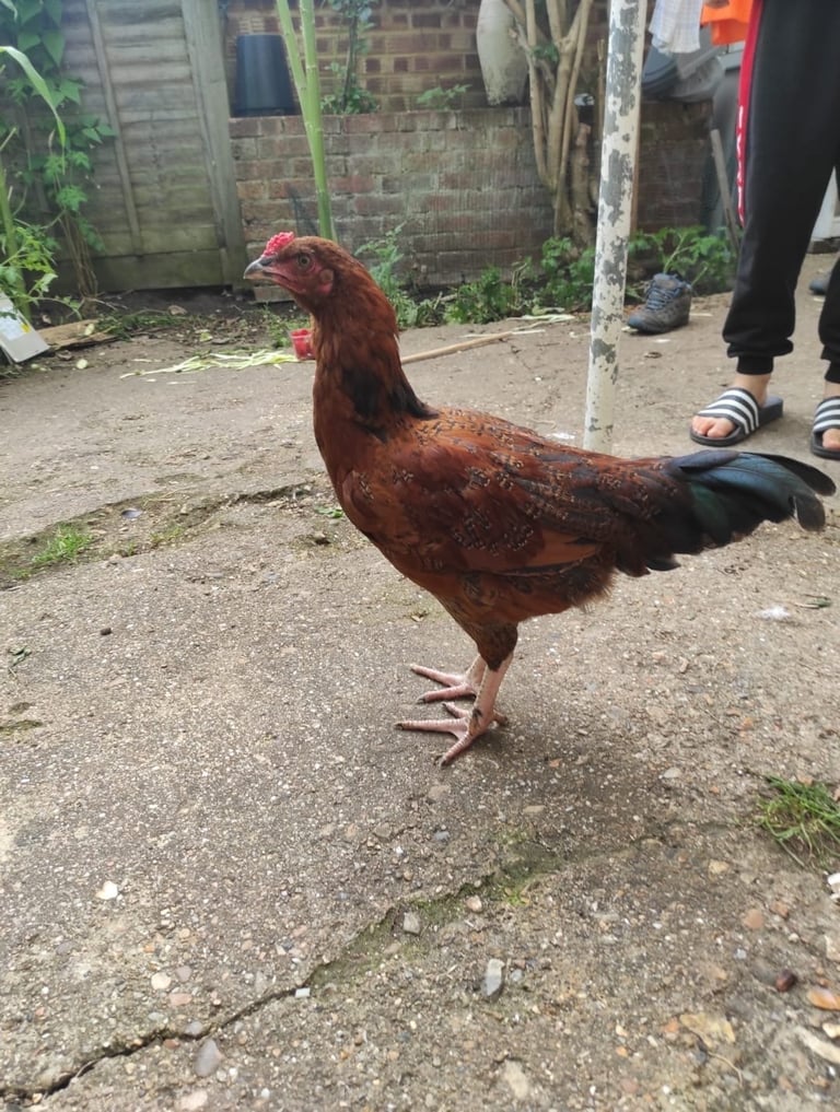 Barred Rock Rooster and aseel/asil rooster