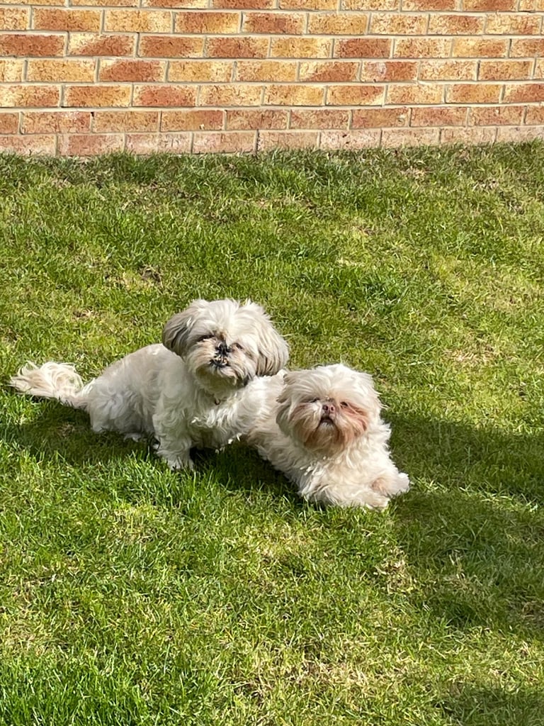 Female miniature shih Tzu 