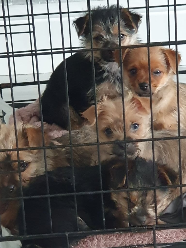 Chorkie 