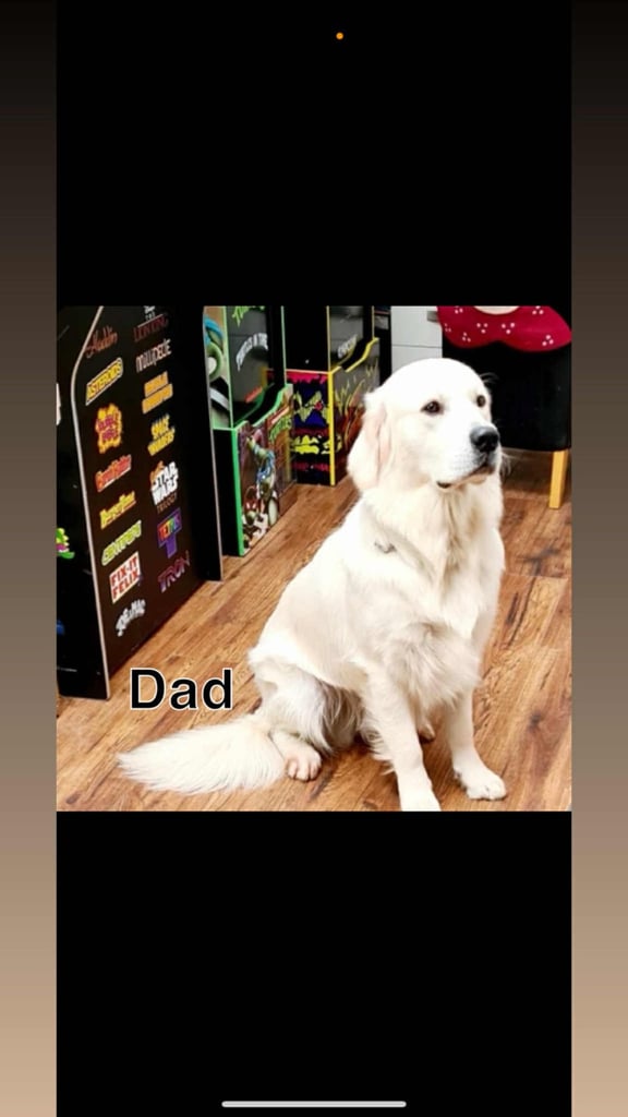 3 Golden Retriver Puppy’s 