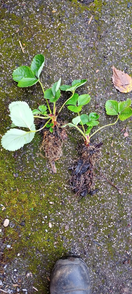 image for Bare root strawberry plants