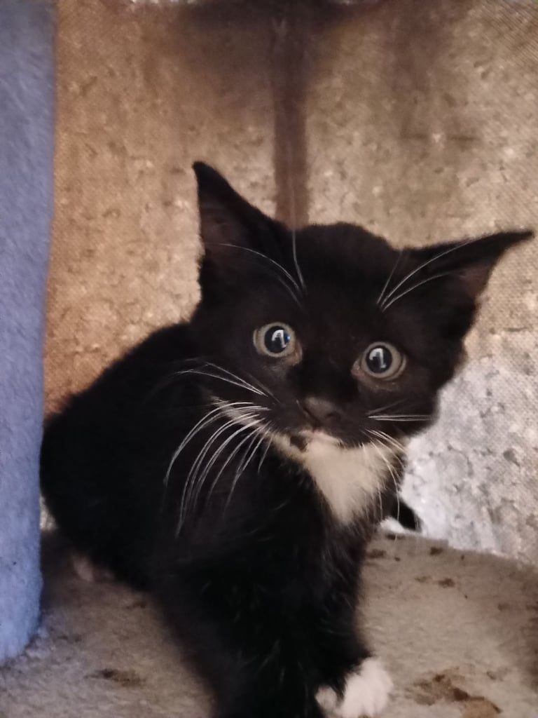 Kittens