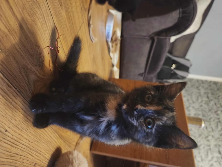 8 kittens looking for new homes