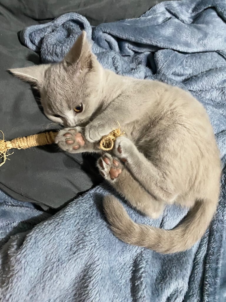✨Adorable British shorthair kittens ready to leave!✨