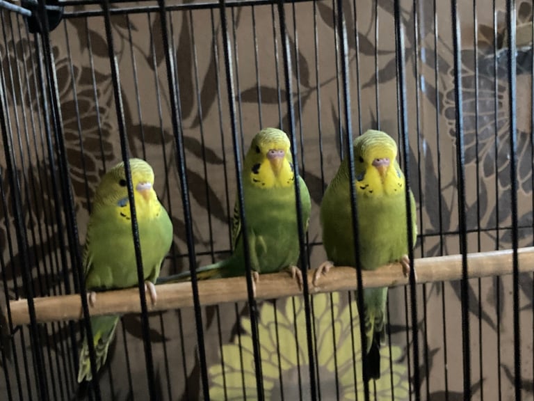 Baby budgies 8 week old 