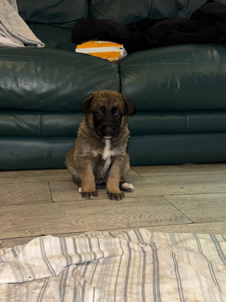 8 beautiful Malisheps