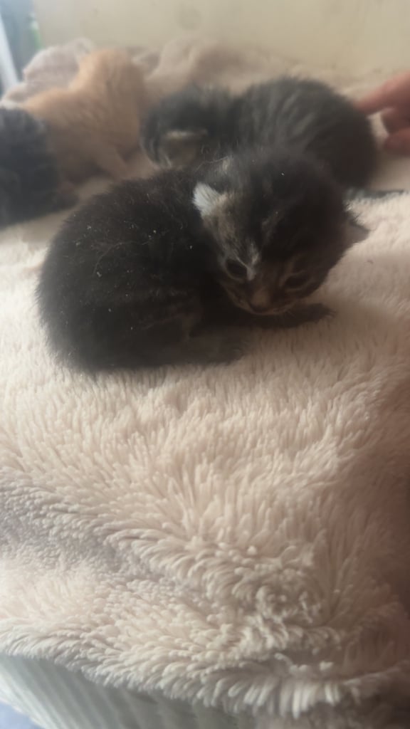 4 Gorgeous fluffy part ragdoll kittens 🐱