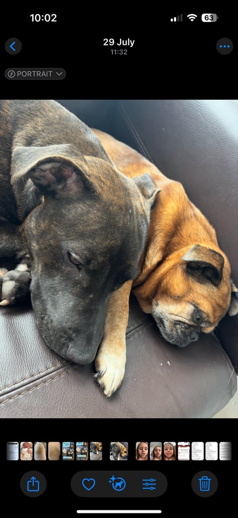 Beautiful staff looking for forever home 