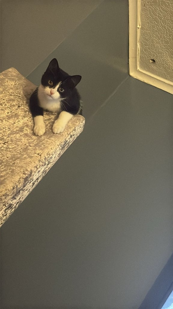 Kitten 