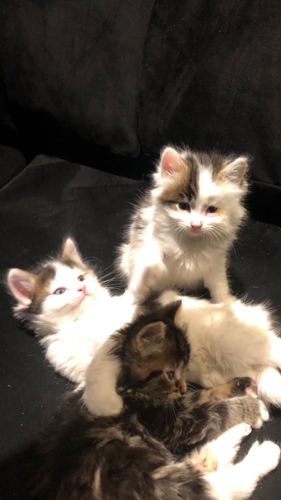 Maine coone / bengal. 