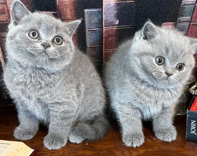 Adorable british short hair Kittens Ready for Their Forever Homes!