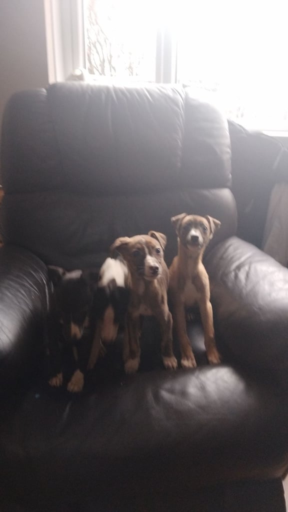 WHIPPETT PUPPYS