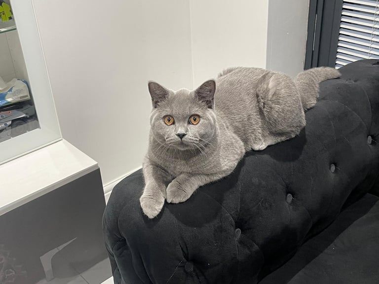 British Short Hair Kitten Male **GCCF**