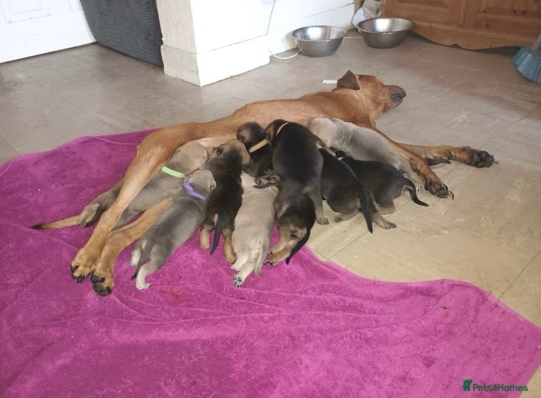 image for Mastiff x Rottweiler Puppies – 12 Weeks, Ready Now
