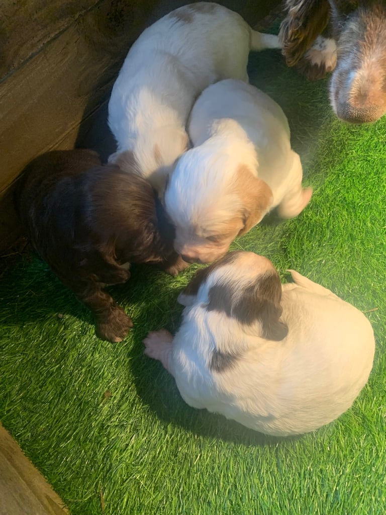 Cocker spaniel pups
