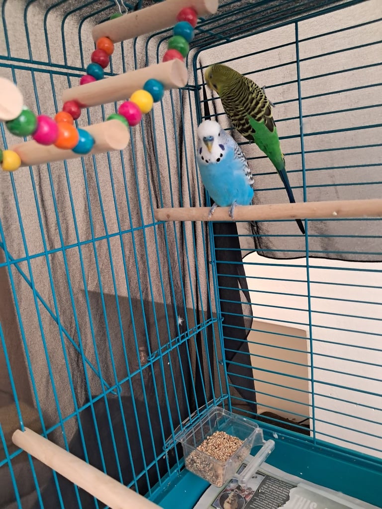 Two budgies must go together