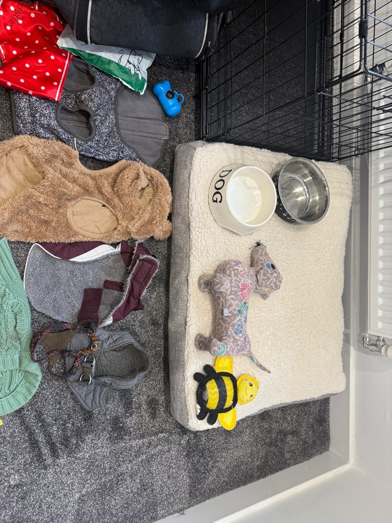 Small dog Accessories bundle
