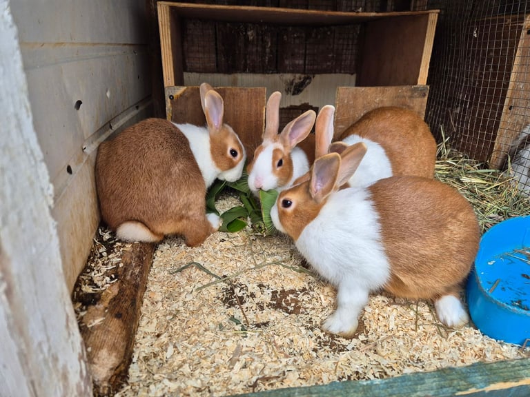 Rabbits for Sale