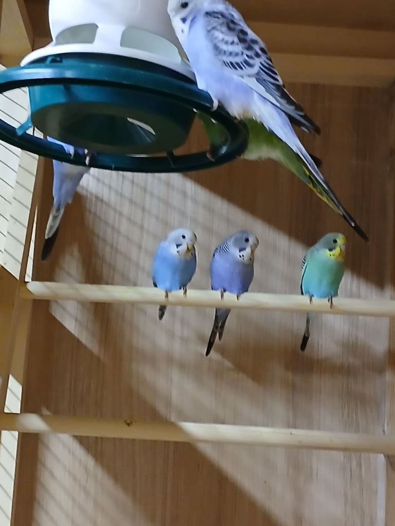 image for Baby Budgies.