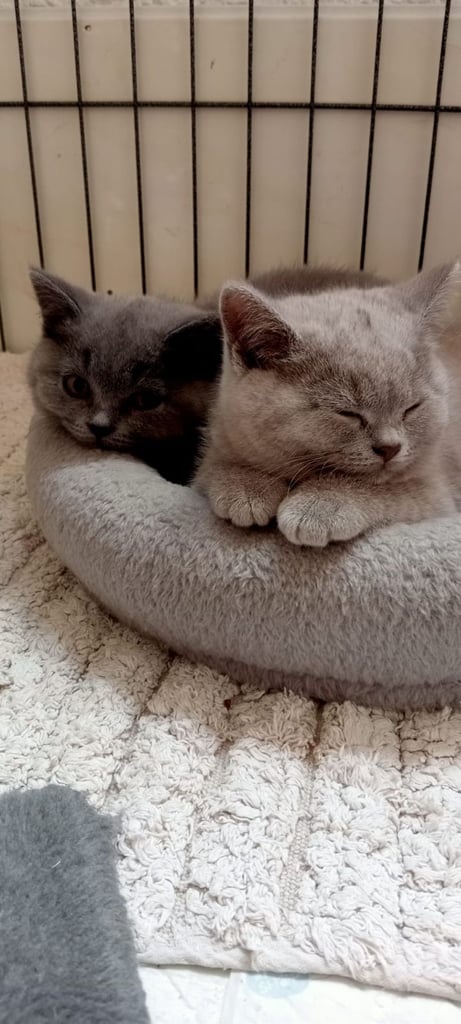 Top Pedigree British Shorthair Kittens