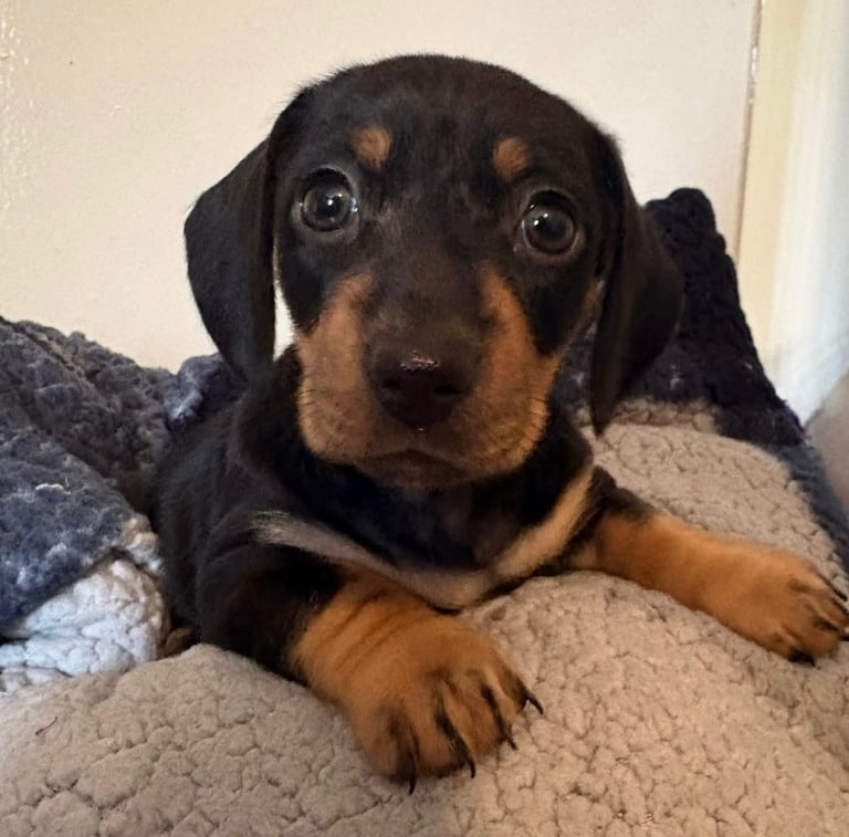 Miniature dachshund last girl