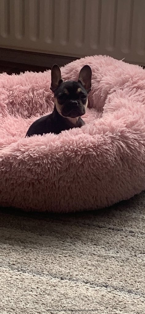 French bulldog pup 