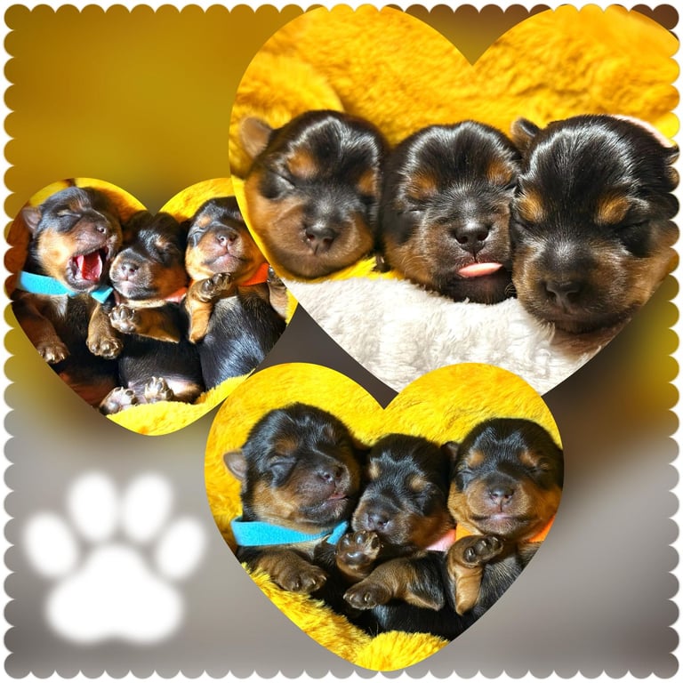 image for Adorable Teacup Yorkshire Terrier Puppies 