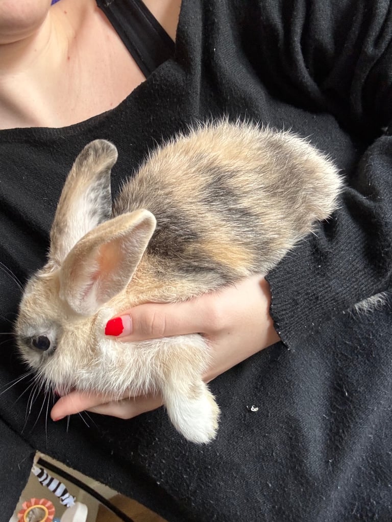 image for 2 female house rabbits 