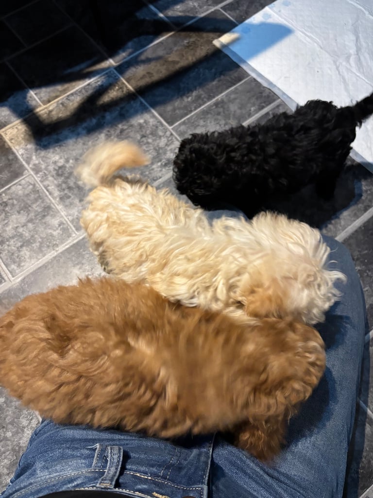 image for Cavapoo puppies 