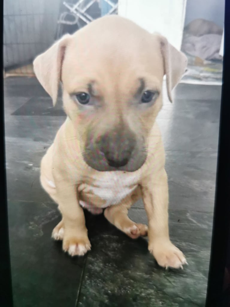 Classic bully (NOT ILLEGAL) 