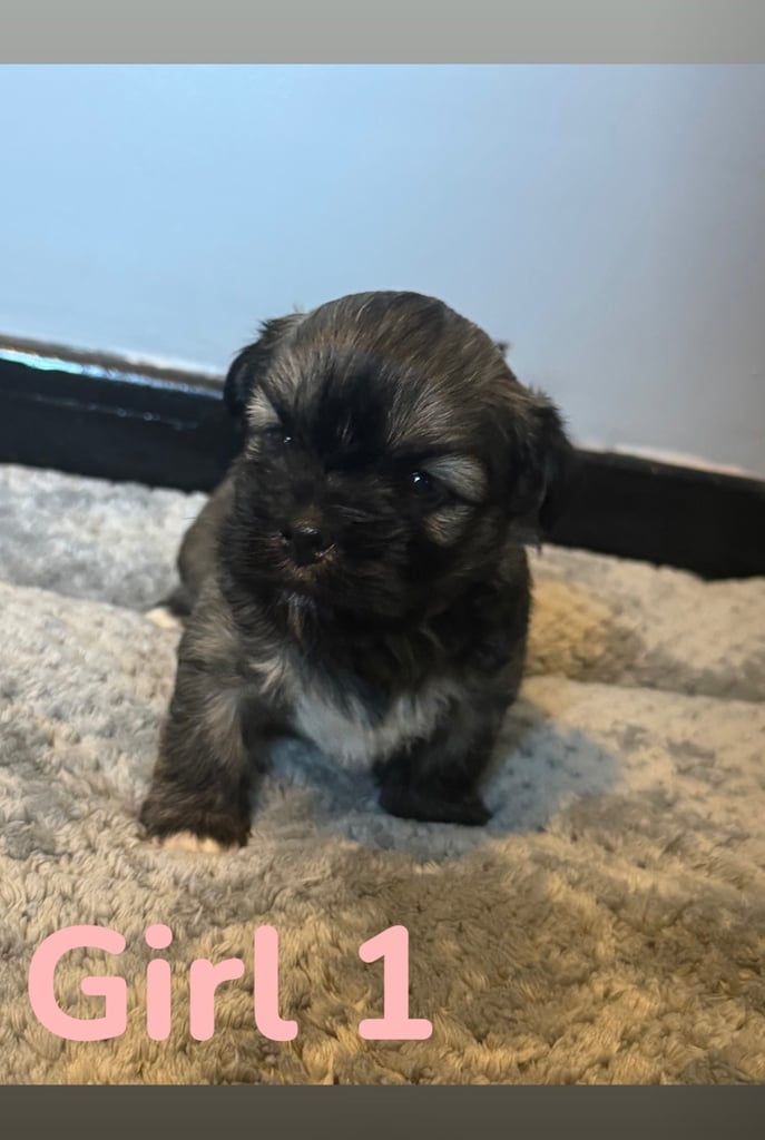Full Pedigree Lhasa Apso Puppies
