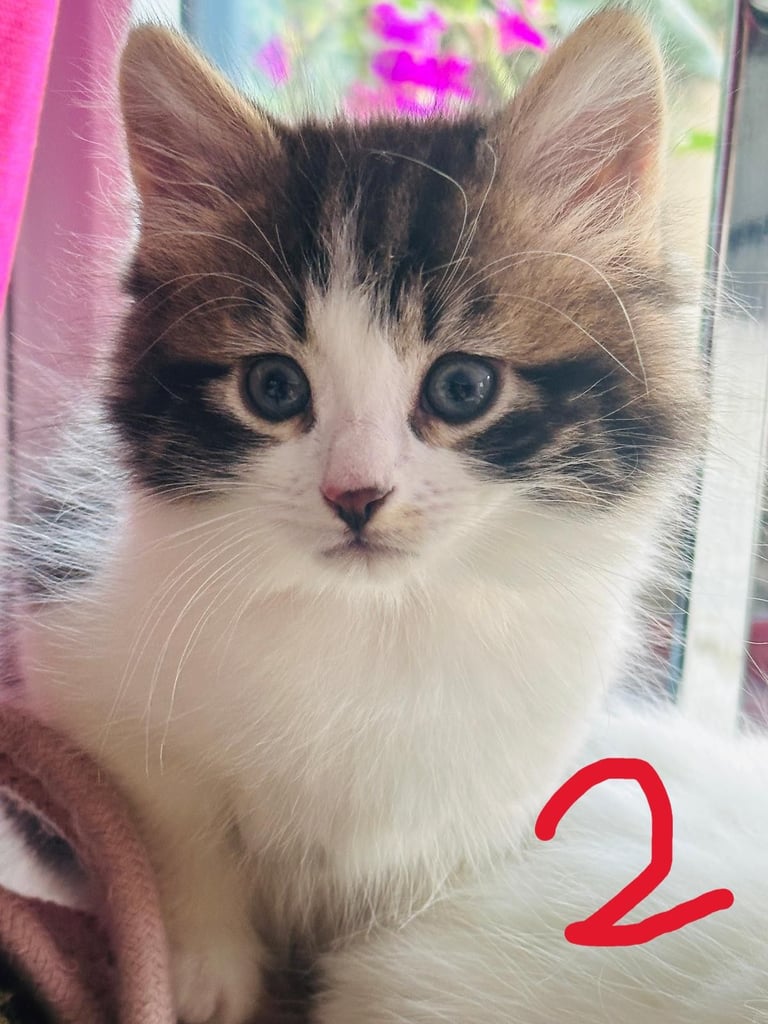 image for Beautiful Kitten puffy longhair domestic