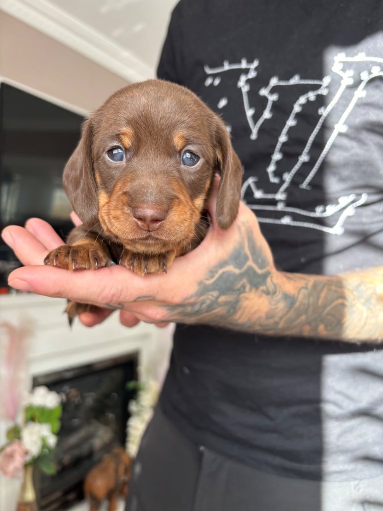 Miniature dachshund for sale £1200