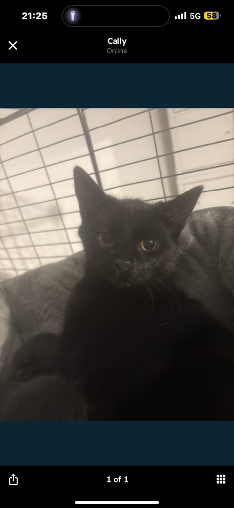 !4 gorgeous kittens for sale! £50 for a pair