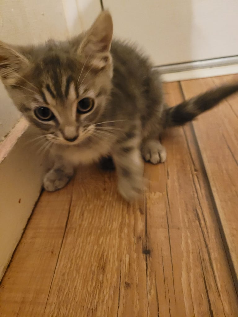 3 Ragdoll maine-coon x Blue Russian kittens ready to go. £350