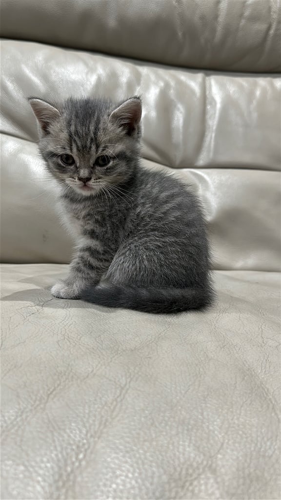 British short hair kittens shorthair
