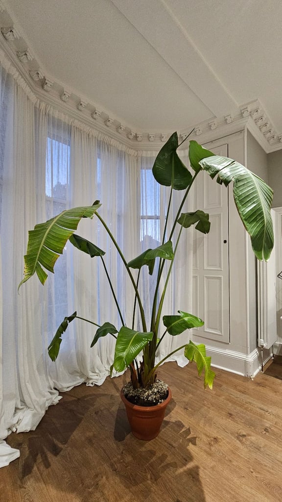 Giant Bird of Paradise Plant