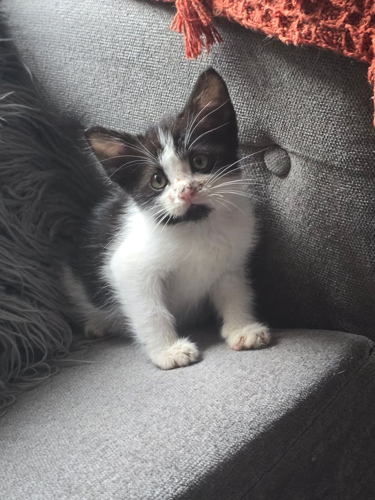 2 Beautiful kittens 