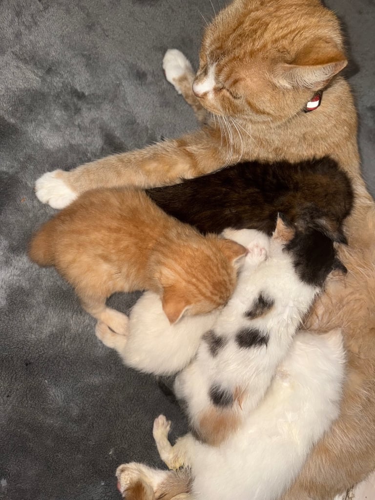 5 beautiful kittens