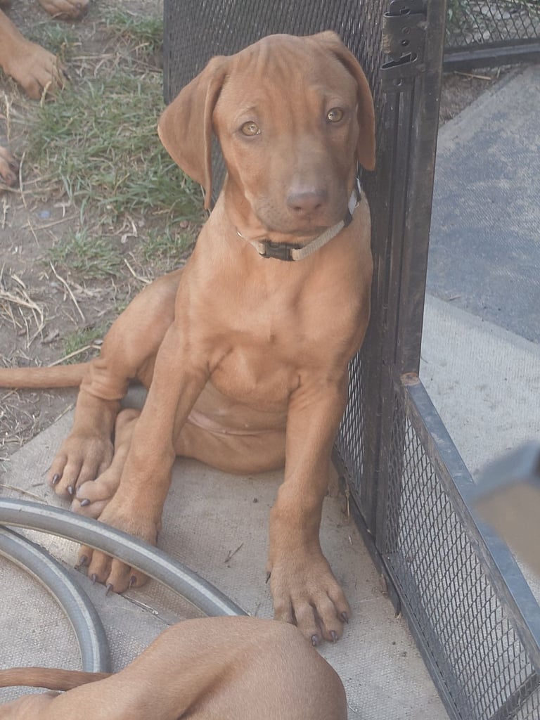 Rhodesian Ridgebacks 